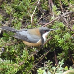 Acanthorhynchus tenuirostris (Eastern Spinebill) at Acton, ACT - 7 Sep 2018 by WalterEgo