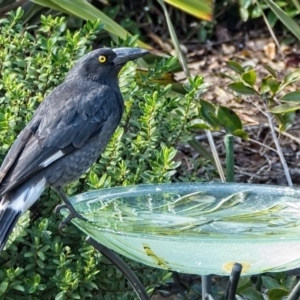 Strepera graculina at Banks, ACT - 7 Sep 2018