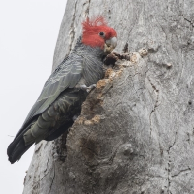 Callocephalon fimbriatum (Gang-gang Cockatoo) at Bruce Ridge to Gossan Hill - 4 Sep 2018 by AlisonMilton