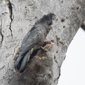 Callocephalon fimbriatum at Bruce, ACT - 4 Sep 2018