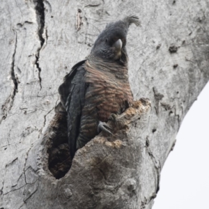 Callocephalon fimbriatum at Bruce, ACT - 4 Sep 2018