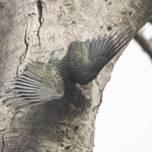 Callocephalon fimbriatum at Bruce, ACT - 4 Sep 2018