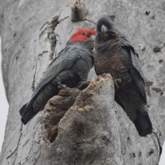 Callocephalon fimbriatum at Bruce, ACT - 4 Sep 2018