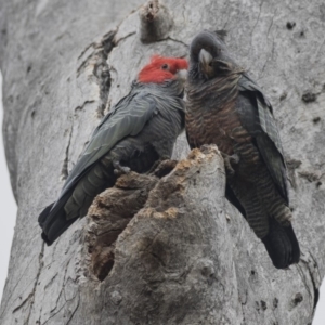 Callocephalon fimbriatum at Bruce, ACT - suppressed