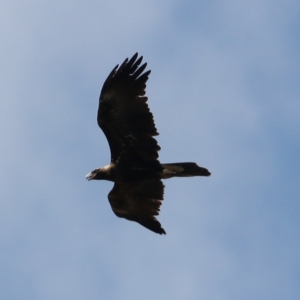 Aquila audax at Fyshwick, ACT - 7 Sep 2018