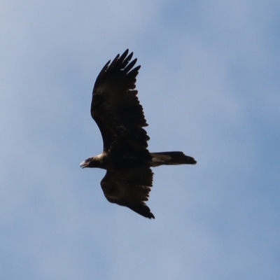 Aquila audax (Wedge-tailed Eagle) at Jerrabomberra Wetlands - 7 Sep 2018 by redsnow