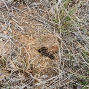 Apina callisto at Bungendore, NSW - 26 Aug 2018 03:07 PM