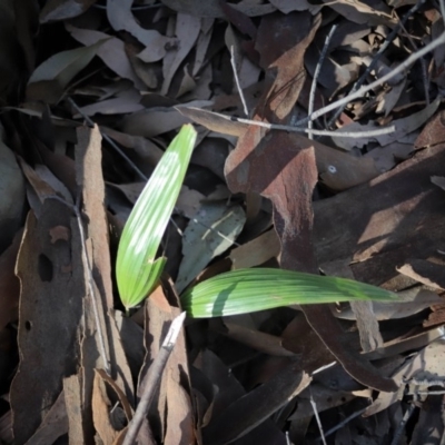 Livistona australis (Australian Cabbage Palm) at Corunna State Forest - 7 Sep 2018 by LocalFlowers