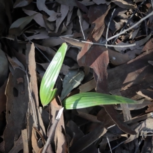 Livistona australis at Corunna, NSW - 7 Sep 2018