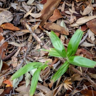 Livistona australis (Australian Cabbage Palm) at Corunna, NSW - 7 Sep 2018 by LocalFlowers