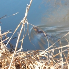 Hydromys chrysogaster (Rakali or Water Rat) at Latham, ACT - 20 Aug 2018 by Rosie