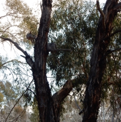 Podargus strigoides (Tawny Frogmouth) at Latham, ACT - 28 Aug 2018 by Rosie