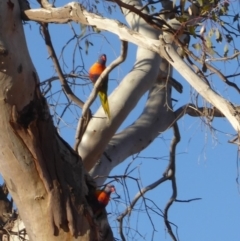 Trichoglossus moluccanus (Rainbow Lorikeet) at GG38 - 7 Sep 2018 by JackyF