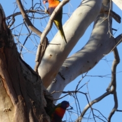 Trichoglossus moluccanus at Deakin, ACT - 7 Sep 2018 04:40 PM