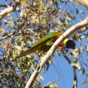 Trichoglossus moluccanus at Deakin, ACT - 7 Sep 2018 04:40 PM