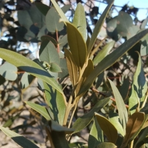 Olea europaea subsp. cuspidata at Symonston, ACT - 7 Sep 2018