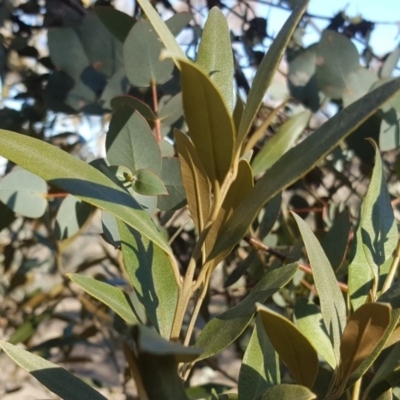 Olea europaea subsp. cuspidata (African Olive) at Mount Mugga Mugga - 7 Sep 2018 by Mike