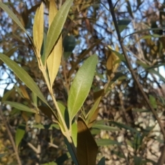 Olea europaea subsp. cuspidata at Symonston, ACT - 7 Sep 2018