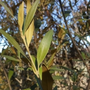 Olea europaea subsp. cuspidata at Symonston, ACT - 7 Sep 2018
