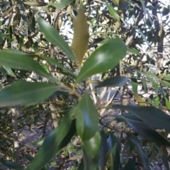 Olea europaea subsp. cuspidata (African Olive) at Mount Mugga Mugga - 7 Sep 2018 by Mike