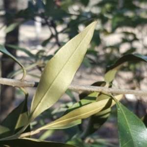 Olea europaea subsp. cuspidata at Symonston, ACT - 7 Sep 2018