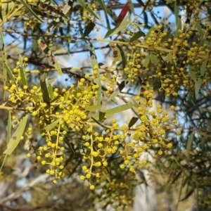 Acacia fimbriata at Symonston, ACT - 7 Sep 2018 03:43 PM