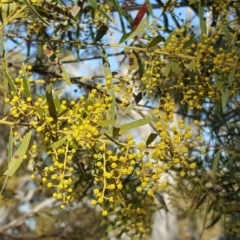 Acacia fimbriata (Fringed Wattle) at Symonston, ACT - 7 Sep 2018 by Mike