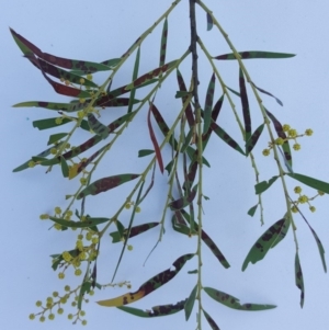 Acacia fimbriata at Symonston, ACT - 7 Sep 2018