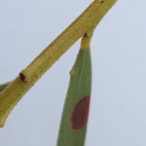 Acacia fimbriata at Symonston, ACT - 7 Sep 2018