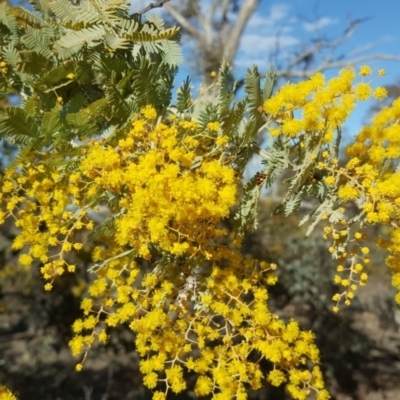 Acacia baileyana (Cootamundra Wattle, Golden Mimosa) at Mount Mugga Mugga - 7 Sep 2018 by Mike