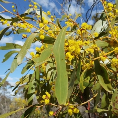 Acacia pycnantha (Golden Wattle) at Mount Mugga Mugga - 7 Sep 2018 by Mike