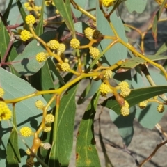 Acacia pycnantha at Symonston, ACT - 7 Sep 2018 02:57 PM