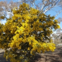 Acacia baileyana (Cootamundra Wattle, Golden Mimosa) at Mount Mugga Mugga - 7 Sep 2018 by Mike