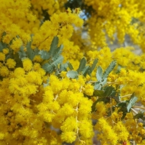 Acacia baileyana at Symonston, ACT - 7 Sep 2018