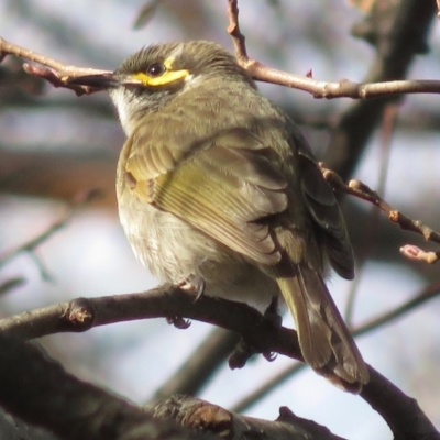 Caligavis chrysops (Yellow-faced Honeyeater) at Lake Burley Griffin West - 7 Sep 2018 by RobParnell