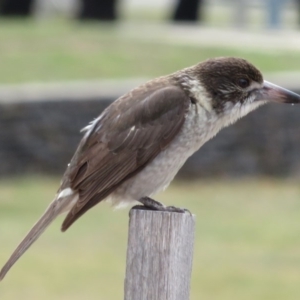 Cracticus torquatus at Parkes, ACT - 7 Sep 2018 10:13 AM