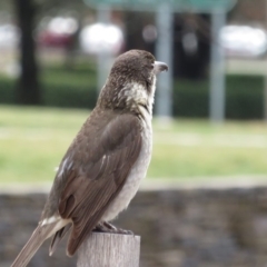 Cracticus torquatus at Parkes, ACT - 7 Sep 2018