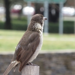 Cracticus torquatus at Parkes, ACT - 7 Sep 2018