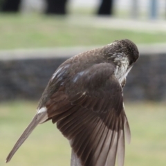 Cracticus torquatus at Parkes, ACT - 7 Sep 2018 10:13 AM