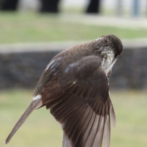 Cracticus torquatus at Parkes, ACT - 7 Sep 2018