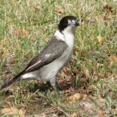 Cracticus torquatus (Grey Butcherbird) at Barton, ACT - 7 Sep 2018 by RobParnell