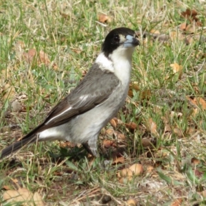 Cracticus torquatus at Barton, ACT - 7 Sep 2018