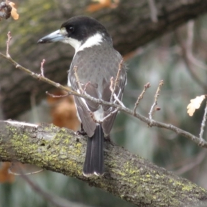 Cracticus torquatus at Barton, ACT - 7 Sep 2018