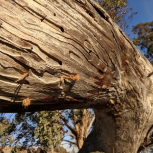 Isodontia sp. (genus) at Kambah, ACT - 18 Aug 2018 11:10 AM