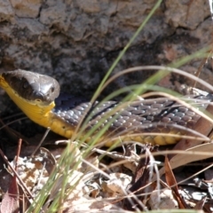 Notechis scutatus (Tiger Snake) at QPRC LGA - 5 Mar 2005 by Harrisi