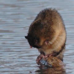 Hydromys chrysogaster (Rakali or Water Rat) at Commonwealth & Kings Parks - 7 Jul 2006 by Harrisi