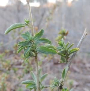 Atriplex semibaccata at Tharwa, ACT - 2 Sep 2018 07:12 PM