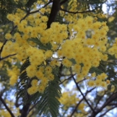 Acacia dealbata (Silver Wattle) at Point Hut to Tharwa - 2 Sep 2018 by michaelb