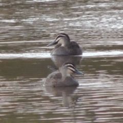 Anas superciliosa (Pacific Black Duck) at Paddys River, ACT - 2 Sep 2018 by MichaelBedingfield