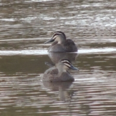 Anas superciliosa (Pacific Black Duck) at Paddys River, ACT - 2 Sep 2018 by michaelb